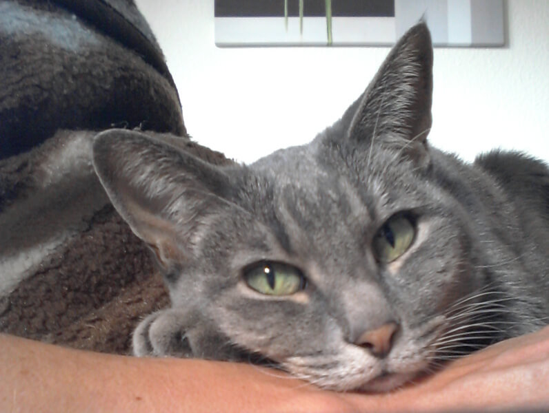 Katze - Tiergespräch